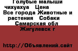 Голубые малыши чихуахуа › Цена ­ 25 000 - Все города Животные и растения » Собаки   . Самарская обл.,Жигулевск г.
